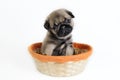Pug puppy in basket. Royalty Free Stock Photo