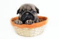 Pug puppy in basket. Royalty Free Stock Photo