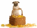 Pug puppy in basket with leaves Royalty Free Stock Photo