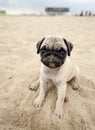 Pug Puppy on beach Royalty Free Stock Photo