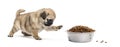 Pug puppy with a bowl of croquette, isolated
