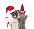 Pug puppy with christmas candy cane embracing scottish cat in red santa hat. isolated on white background Royalty Free Stock Photo