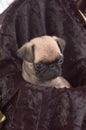 Pug Puppy Close Up Royalty Free Stock Photo