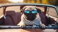 A pug puppy with a comical expression, sitting in a miniature convertible car, with oversized sunglasses