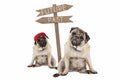 Pug puppy dog and aged animal sitting next to signpost with text past and future Royalty Free Stock Photo