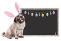 Pug puppy dog with bunny ears diadem sitting next to blank blackboard sign with easter decoration, on white background Royalty Free Stock Photo