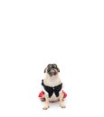 Pug puppy dog in costume dress sitting with tongue sticking out and looking up, isolated on white background with copy space for