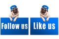 Pug puppy dog with follow us and like us sign and wearing blue cap, islolated on white background Royalty Free Stock Photo