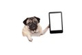 Pug puppy dog with glasses holding up blank tablet or mobile phone, hanging on white banner Royalty Free Stock Photo