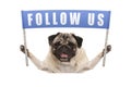 Pug puppy dog holding up blue banner with text follow us for social media