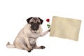 Pug puppy dog sitting down holding blank vintage paper scroll, isolated on white background Royalty Free Stock Photo