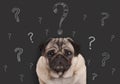 pug puppy dog sitting in front of blackboard sign with hand drawn chalk question marks