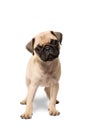 Pug puppy dog standing Royalty Free Stock Photo