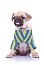 Pug puppy dog sticking out tongue Royalty Free Stock Photo