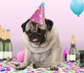 Pug puppy dog wearing party hat, lying down on confetti, drunk on champagne with hangover, Royalty Free Stock Photo