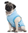 Pug puppy dressed in blue hoodie, 6 months old