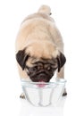Pug puppy drinks water. isolated on white background