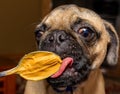 Pug puppy eating peanut butter