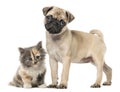 Pug puppy and European Shorthair kitten, isolated on white