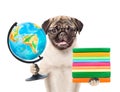 Pug puppy in eyeglasses holding books and globe. isolated on white background Royalty Free Stock Photo