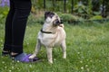A pug puppy in a flea and tick collar stepped on the owner's leg with its paw and looks inquiringly up