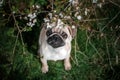 pug puppy funny spring walk beautiful nature