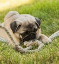 Pug puppy on the green grass with rope rope