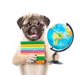 Pug puppy holding books and globe. isolated on white background Royalty Free Stock Photo