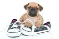 Pug Puppy Royalty Free Stock Photo