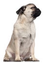 Pug puppy looking over, 6 months old, sitting Royalty Free Stock Photo