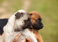 Pug puppy and malinois cross puppy and bull mastiff in the hand of their mistress