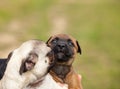 Pug puppy and malinois cross puppy and bull mastiff in the hand of their mistress