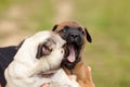 Pug puppy and malinois cross puppy and bull mastiff in the hand of their mistress