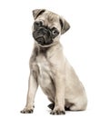 Pug puppy, 3 months old, isolated on white Royalty Free Stock Photo