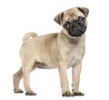 Pug puppy, 3 months old, isolated on white Royalty Free Stock Photo