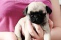 Pug puppy pink