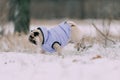 Pug puppy playing in snow Royalty Free Stock Photo
