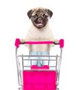 Pug puppy pushing a shopping cart. isolated on white background Royalty Free Stock Photo