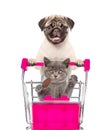 Pug puppy pushing a shopping cart, in which a cat sitting. isolated on white background Royalty Free Stock Photo