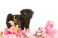 Pug puppy standing Royalty Free Stock Photo