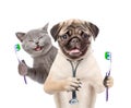 Pug puppy with stethoscope on his neck and happy kitten holding a toothbrushes. isolated on white background