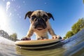 a pug puppy on a surfboard with a gopro camera mounted on front Royalty Free Stock Photo
