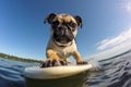 a pug puppy on a surfboard with a gopro camera mounted on front