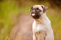 Pug puppy tongue