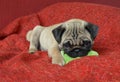 Pug puppy with toy