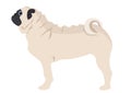 Pug Puppy vector illustration. pug dog on white background