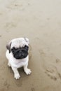 Pug puppy on wet beach sand Royalty Free Stock Photo