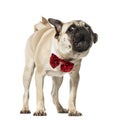 Pug in red bow tie barking against white background Royalty Free Stock Photo