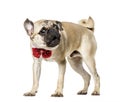 Pug in red bow tie standing against white background Royalty Free Stock Photo