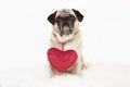 Pug with red heart Royalty Free Stock Photo